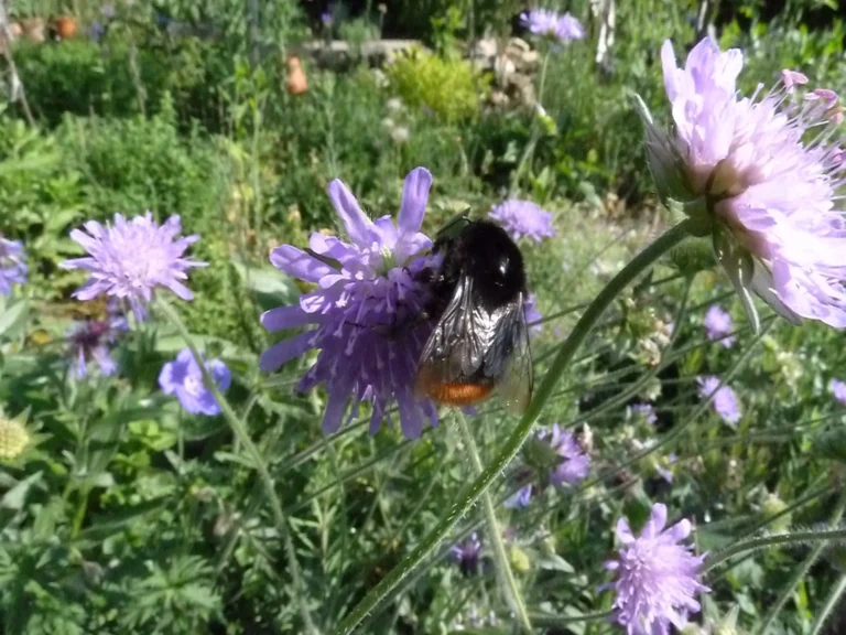 Steinhummel auf Ackerwitwenblume