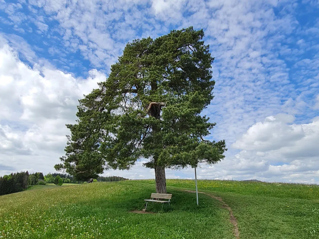 Lieblingsbäume - Kiefer auf dem Mariaberg in Kempten