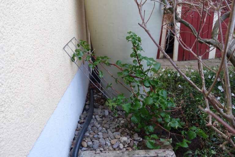 Kletterhortensie, frisch eingepflanzt