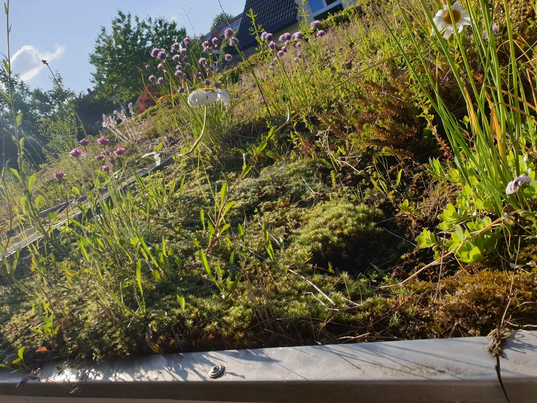 Begrüntes Garagendach Nahaufnahme