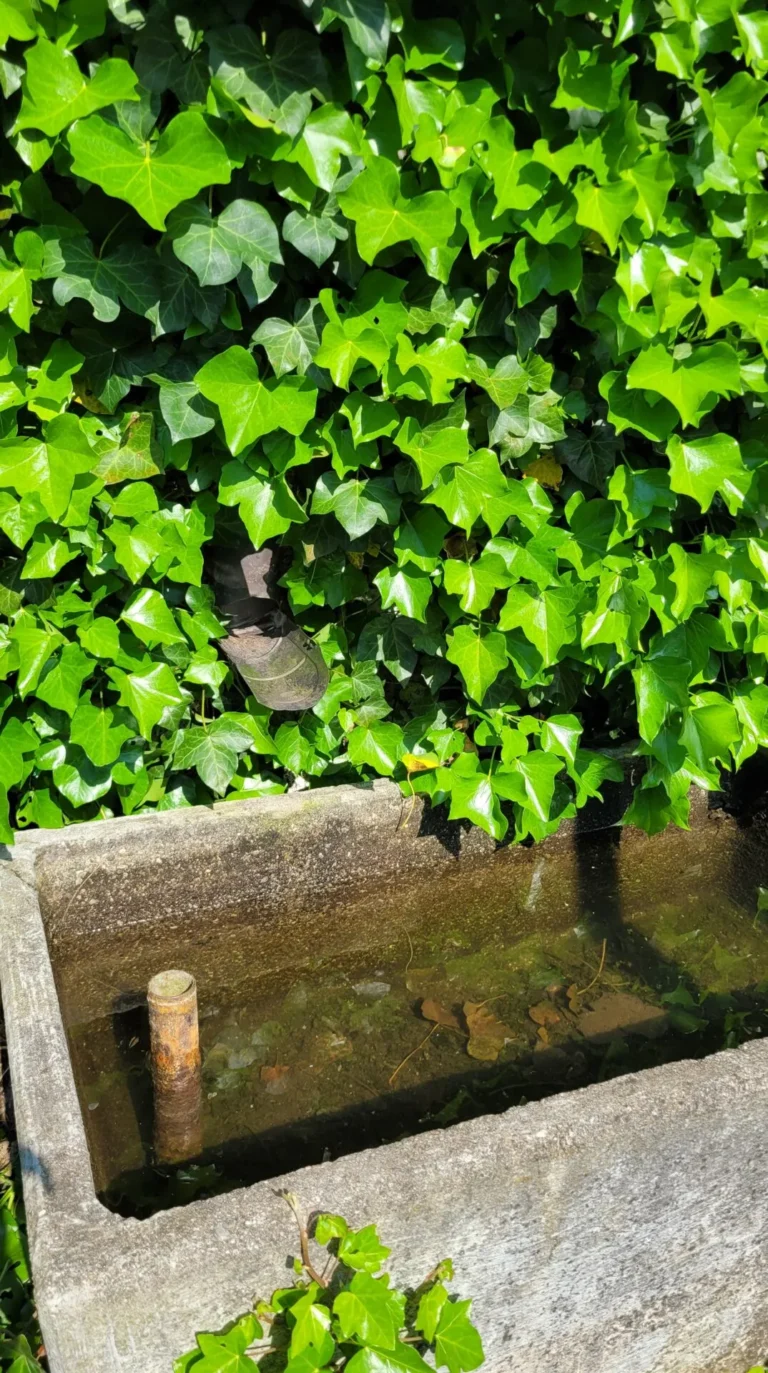 Wassertrog von Efeu umrankt