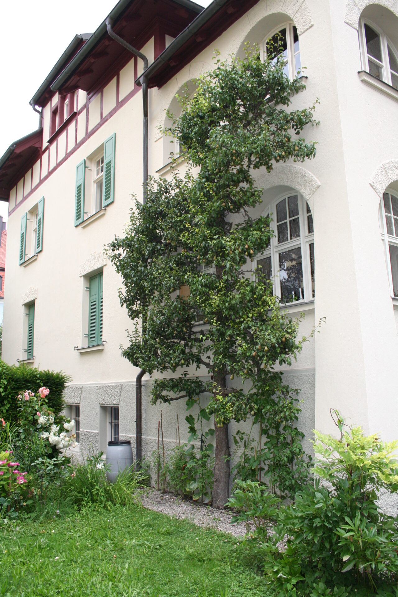 Spalierbaum (Birne)