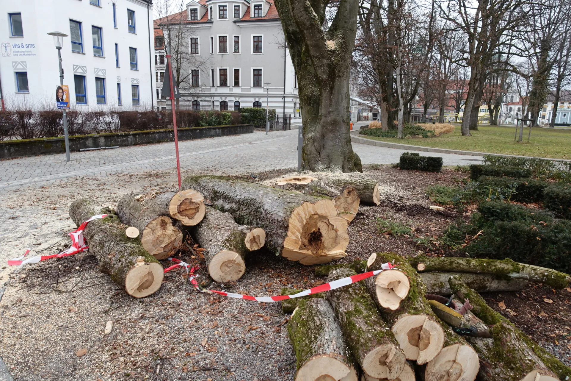 Stammabschnitte nach Baumfällung im Stadtpark Kempten