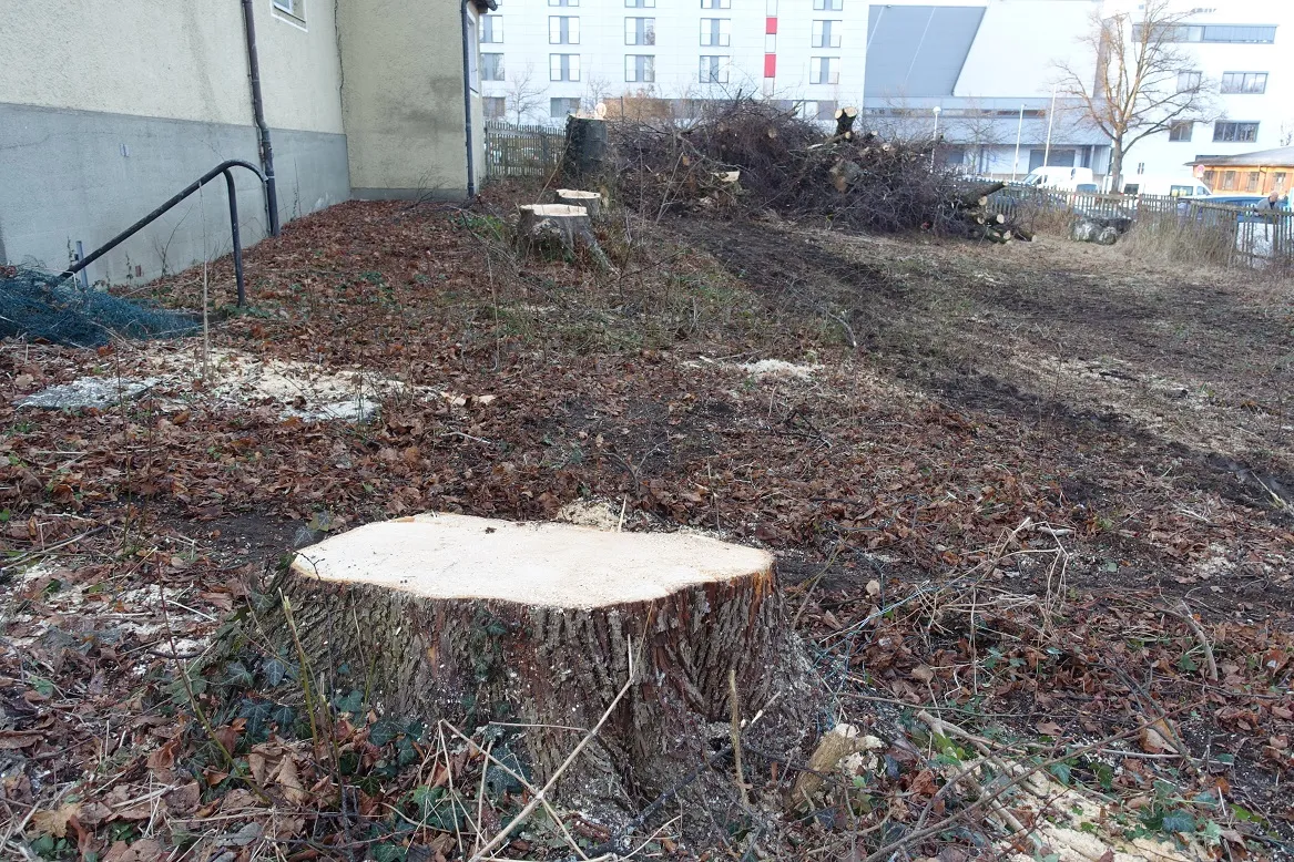 Baumstümpfe von gefällten Bäumen