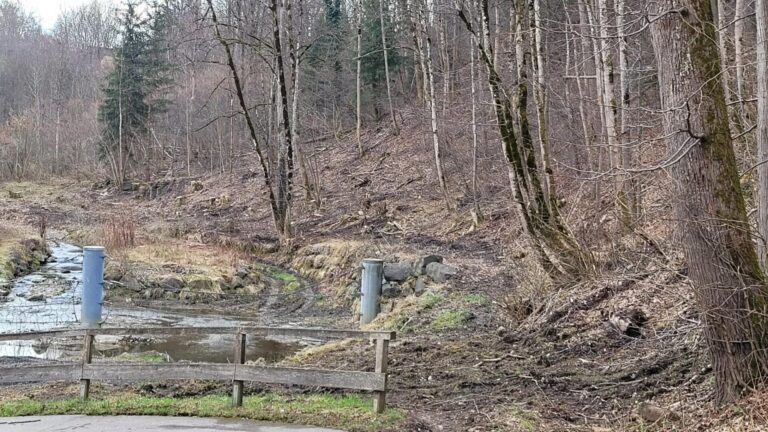 Gefällte Bäume im Engelhaldepark Kempten