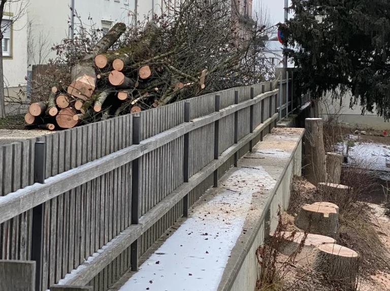 Gefällte Bäume im Fürstenschulgarten Kempten