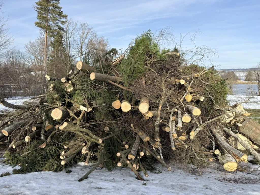 Gefällte Bäume