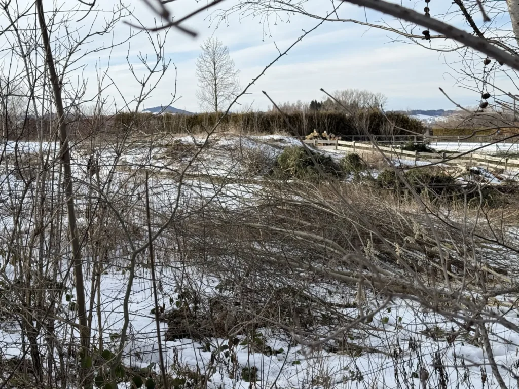 Abgeholzte Kleinholzstrukturen